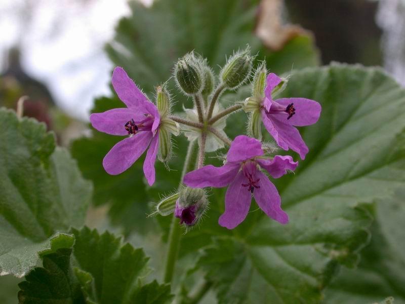 Erodium maritimum? - no, Erodium malacoides